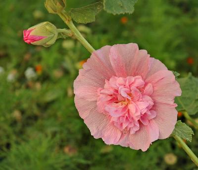 Pink (not for voting)