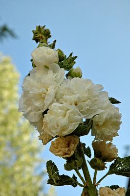White and Sky (not for voting)