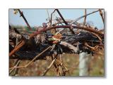 <b>Vines</b><br><font size=1>by Bev Brink</font>