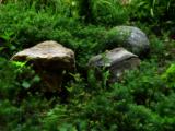 Garden Rocks * <br> by Harry Behret