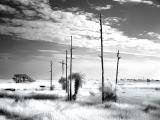 wetlands