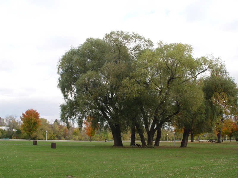 Strathcona Fall
