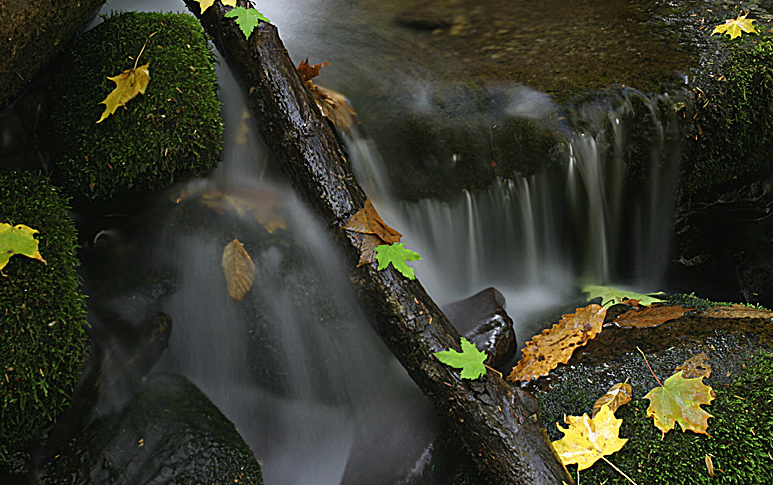 <B>3rd- A Stick and Some Stones and Leaves by Mike Ezell</B><BR><FONT size=2></FONT>