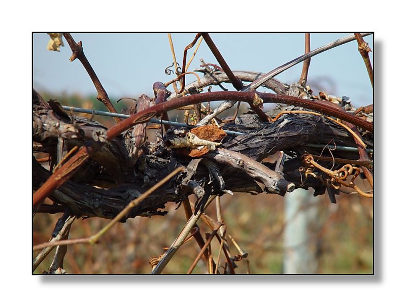<b>Vines</b><br><font size=1>by Bev Brink</font>