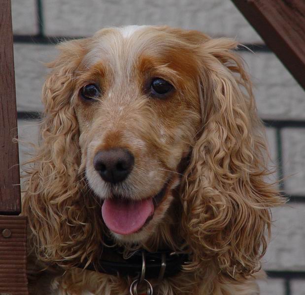 <b>She wont fetch sticks!</b><br><font size=1>by David Clifford</font>