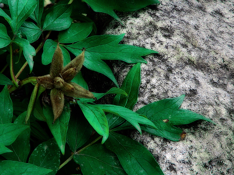 rock and leaves*<br> by Harry Behret