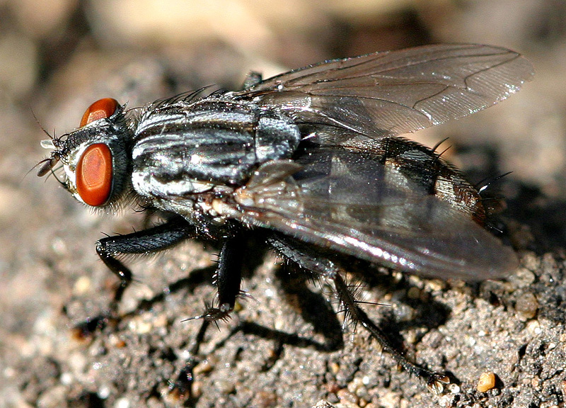 <b>bug on a stone</b><br><font size=1>by johnebones