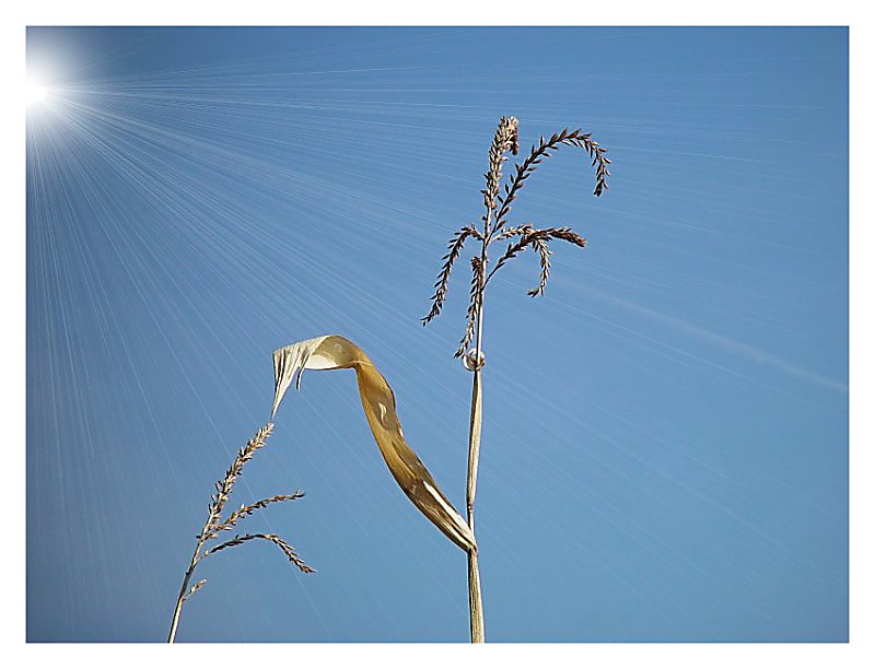 <b>6th Place- A Slender Stalk</b><br><font size=1>by Bev Brink</font>