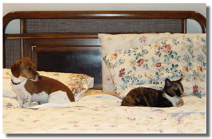 <b>I Gotta Stop Drinking - Ive slept with a lot of dogs in my day, but never a cat!</b><br><font size=3>by vodophoto</font>