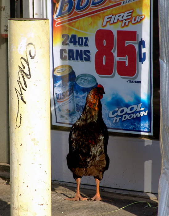 <b>5th place</b><br><b>The Real Reason (He Crossed the Road)</b><br><font size=1>by Nee</font>