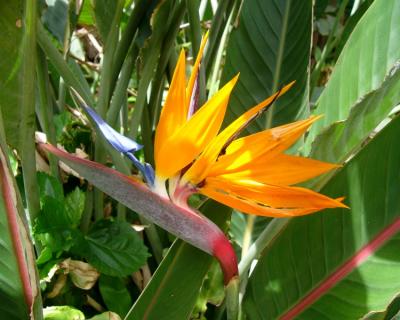 Bird of Paradise