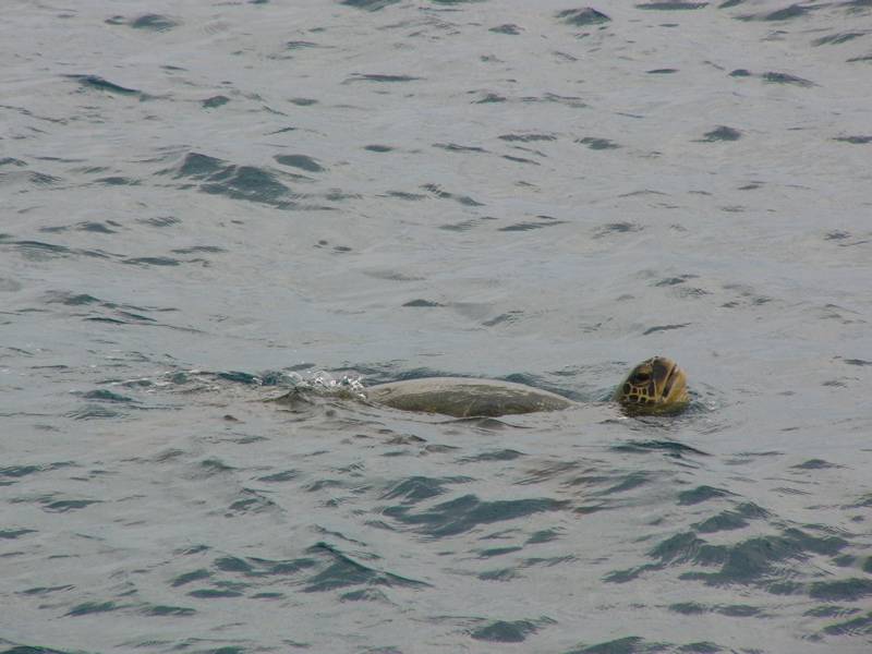 Green Sea Turtle