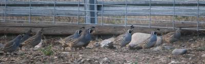 10-5 quail 0063.jpg