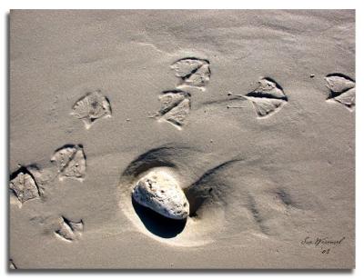 Making Tracks