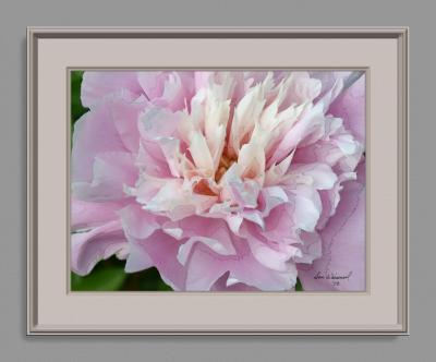 Vern's Peony