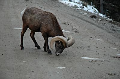 Really Big Horns!