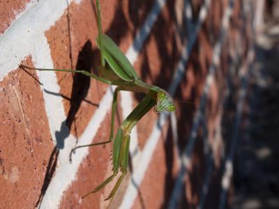 praying mantis
