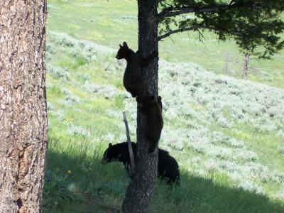 Mother bear and her two cubs