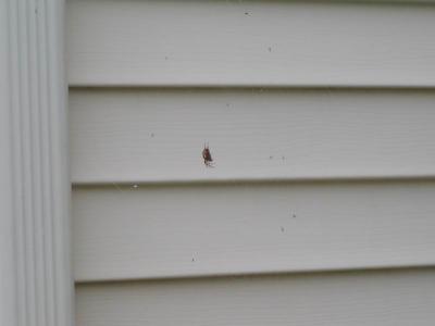 lots of spiders here