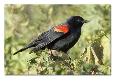 Red-winged-Blackbird-1.jpg