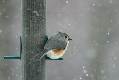 Tufted titmouse