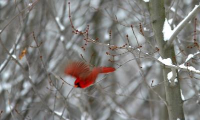 Male northern cardinal