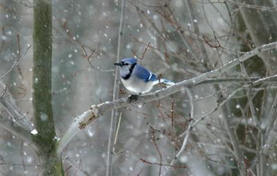 Blue jay