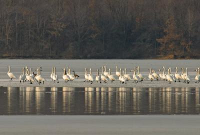 Migrating trumpeter swans