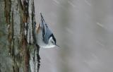 White breasted nuthatch