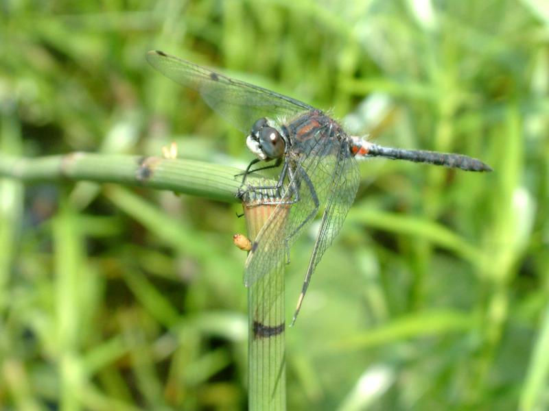 Dragonfly 6