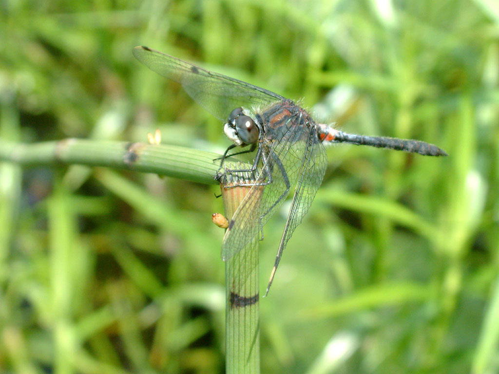 Dragonfly 6