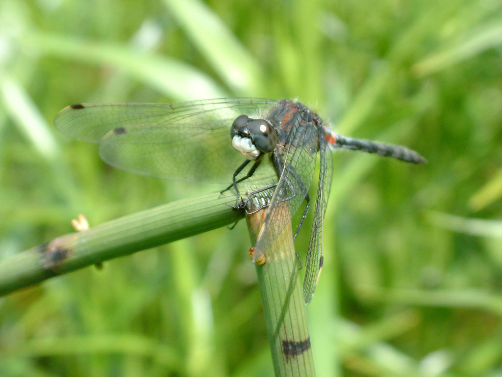 Dragonfly 7