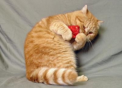 Mortimer, red tabby exotic shorthair cat.