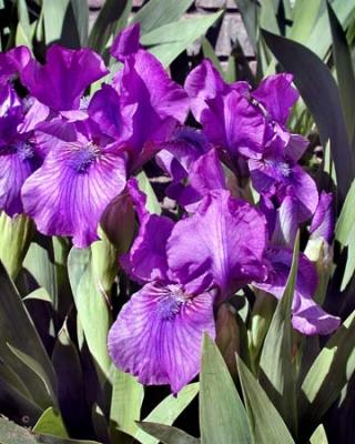 Iris5472.jpg