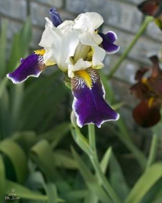 Iris_0192.jpg