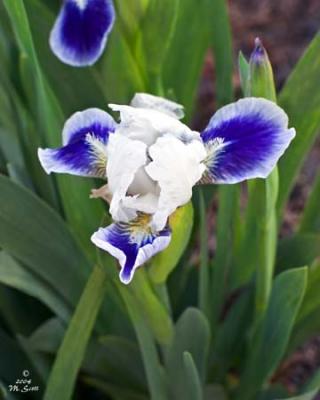 Iris0175.jpg