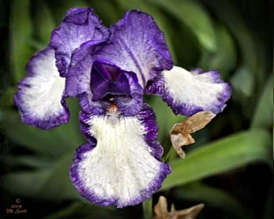 Iris_447.jpg