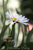 E_Pastel-Daisy_2083.jpg