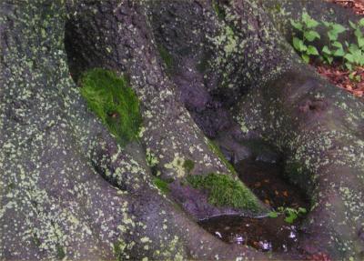 Mossy tree