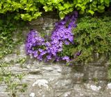 Flower-laden wall in Tralee
