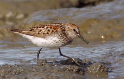 Western Sandpiper, fall breeding