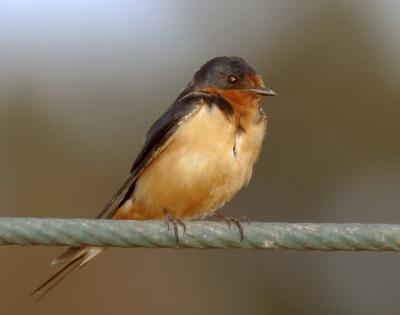 Barn Swallow, adult female