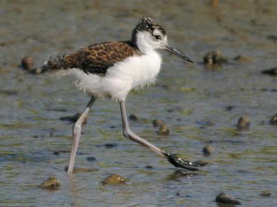 Black-necked Stilt, chick