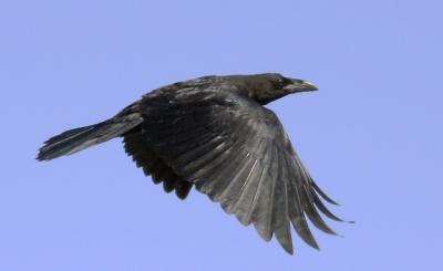 Common Raven