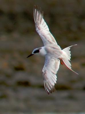 Forster's Tern, first summer flying