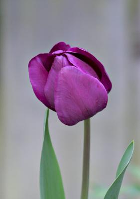 Tulip