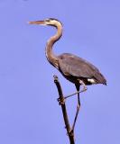 Great Blue Heron