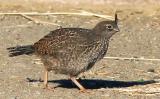 California Quail, chick