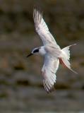 Forsters Tern, first summer flying