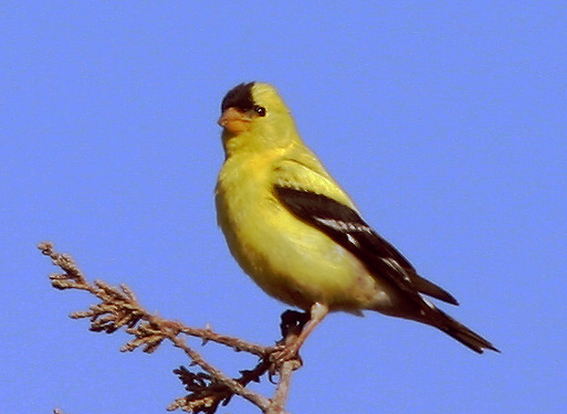 American Goldfinch, singing male